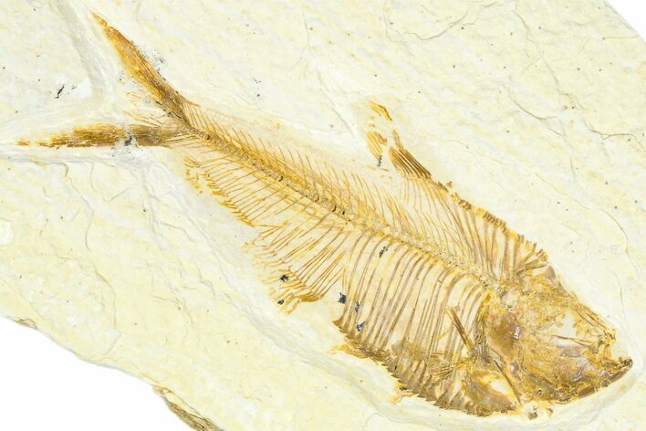 Detailed Fossil Fish (Diplomystus) - Wyoming #367572